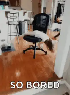 Dog spinning in office chair
