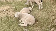 lambs resting on grass