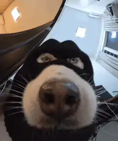 dog wearing a cat mask