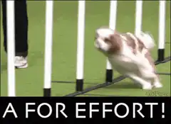 Dog fails dog agility course