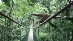 Gibbon balancing on rope bridge