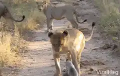 Lion vs Honey Badger