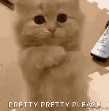 Cat begging with paws together