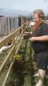 Goat kicks man in face