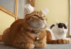 cat with cups on head gets up