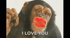 Chimpanzee with red lips saying I love you
