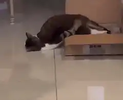 cat stuck in box