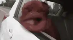 dog with long tongue in car
