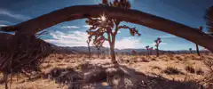 Sun flare through Joshua tree branch