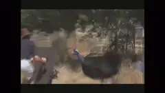 Man with shield fights cassowary