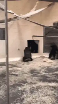 Gorilla turns around to show its butt
