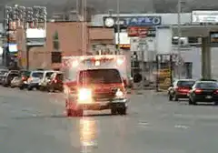 ambulance driving dog
