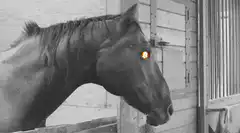 Horse with glowing Bitcoin eye