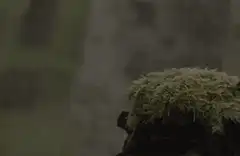 Hand touching moss on a rock