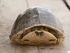 Turtle slowly pops head out of shell