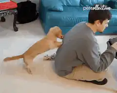 puppy taps man on back