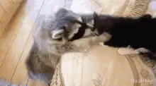raccoon and kitten cuddling