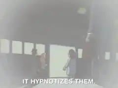 It hypnotizes them then a strong smell overpowers them