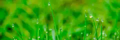water droplets on green grass