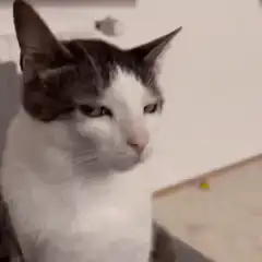 judgy cat squinting