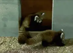 Two red pandas wrestling playfully