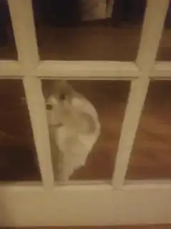 Cat scratching glass door