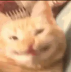 Smug orange cat face