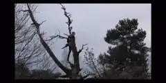 Man climbing a dead tree