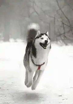 Happy husky running in snow