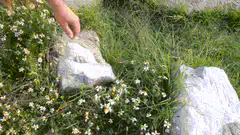 Hand lifting a rock in a field of daisies