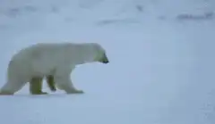 polar bear slips and falls in snow