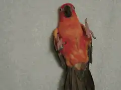 Parrot peeking from green towel