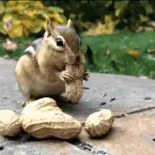 chipmunk stuffing peanuts and running away