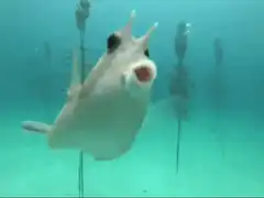 Fish swimming towards camera
