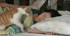 Cat pats sleeping woman's face