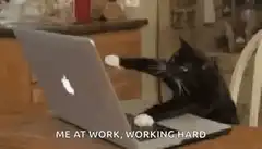 black cat typing on laptop