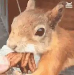 Squirrel eating a pecan