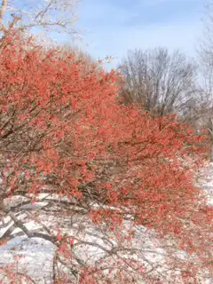 Red berries on snowy bush