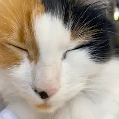 calico cat opening and closing eyes