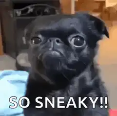 Black pug so sneaky