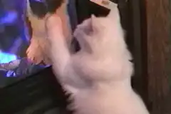 white cat touching tv screen