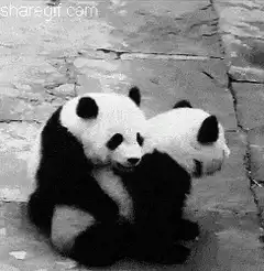 two panda cubs cuddling