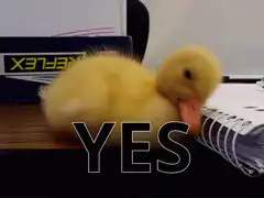Duckling nodding yes