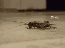 Cricket chirping on the floor