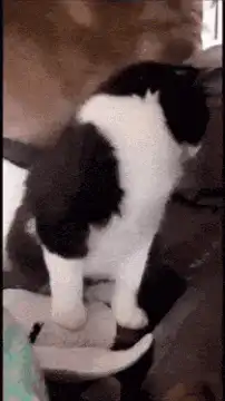 Cat jumps at camera