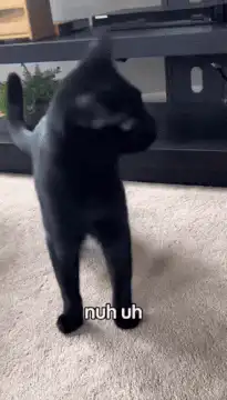 Black cat shaking head no
