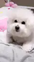 fluffy white dog tilting head