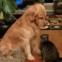 Golden Retriever Gently Pats Cat