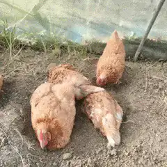 chickens dust bathing
