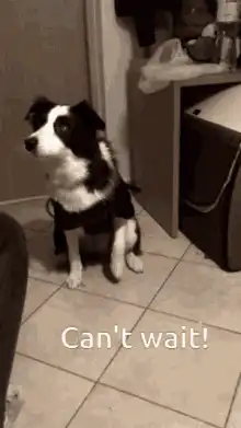 Excited dog waiting for food